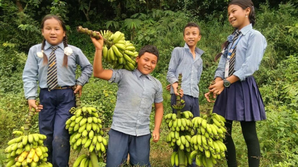 सिक्दै कमाउदै कार्यक्रम अन्तर्गत केरा खेतीबाट ३० हजार आम्दानी