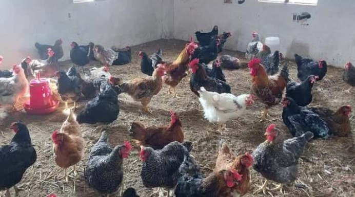 पढ्दै कमाउँदै कार्यक्रम अन्तर्गत कुखुरा पालनमा रमाउदै विद्यार्थीहरु