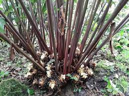 अलैँचीको बिक्रीबाट २२ करोड आम्दानी