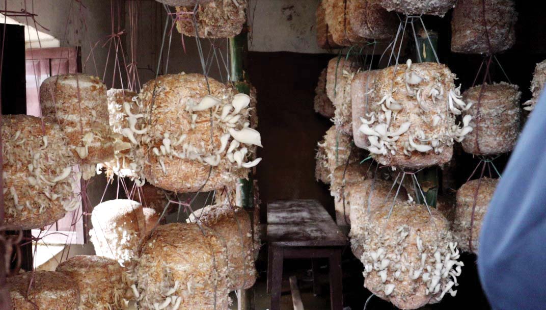 विद्यालयको स्रोत जुटाउन तरकारी खेती