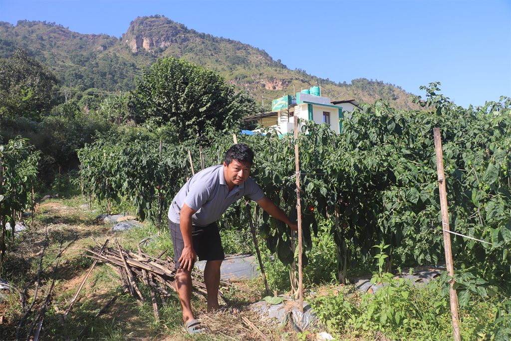 अकबरे खुर्सानी खेतीबाट वार्षिक ५५ लाख आम्दानी
