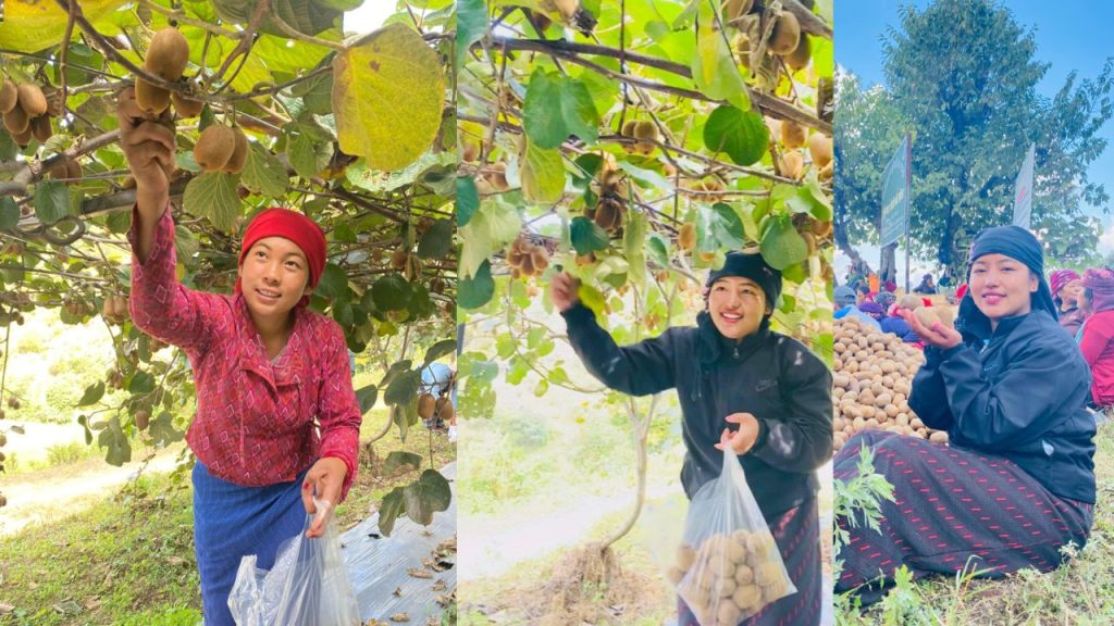 जल्पा ढोलीमारामा सामूहिक किवी खेतीबाट राम्रो आम्दानी गर्दैछन किसानहरु