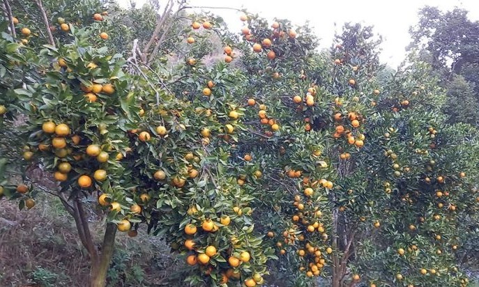 स्याङ्जाको कृषक समूहले बेच्यो ८७ लाखको सुन्तला