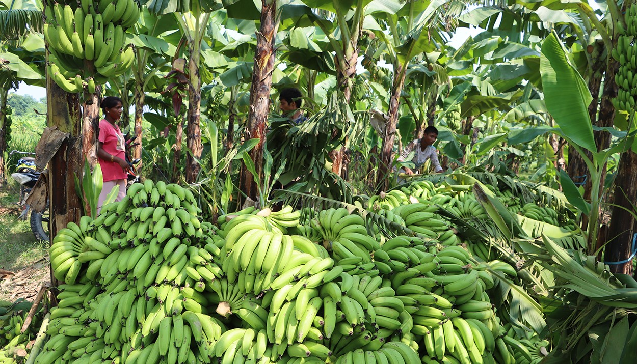 बर्दियामा ३७ करोडको केरा बिक्री