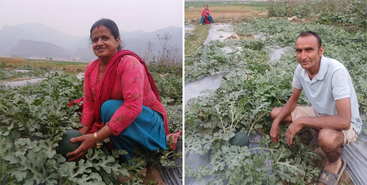 बगर क्षेत्रमा तरबुजा फल्न थालेपछि कृषक उत्साहित