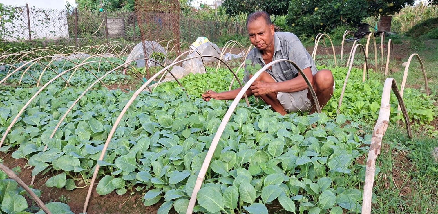 २५ वर्षदेखि काउली–बन्दाको बेर्नाबाट मनग्य आम्दानी